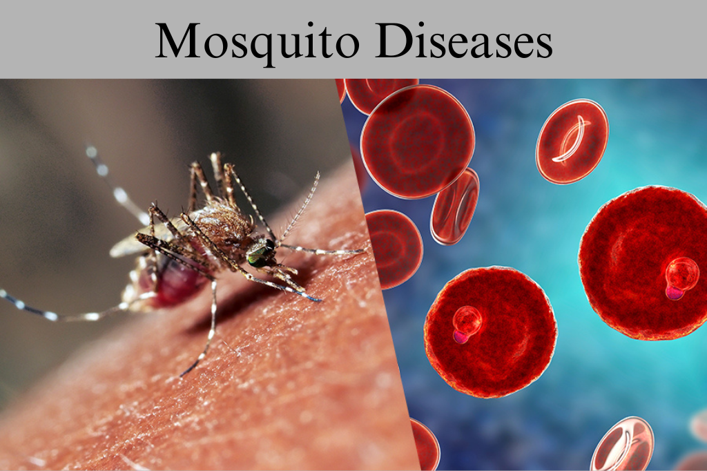 Mosquito diseases